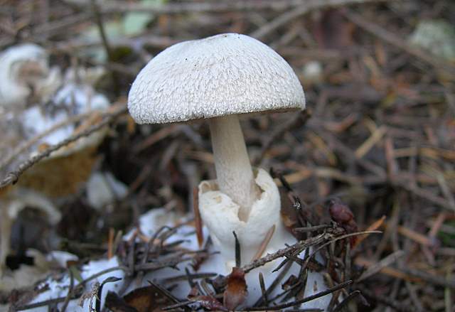 Volvariella surrecta   (Knapp)   Singer